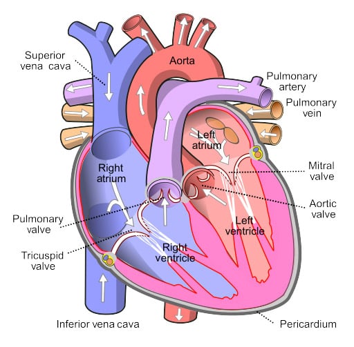 Anatomy Heart